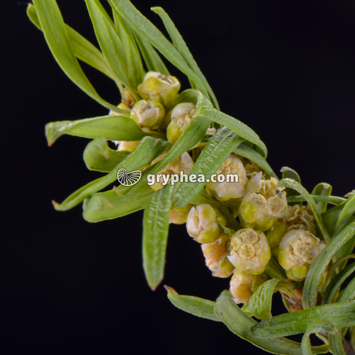 If - Fleurs mâles (Taxus baccata) x1,5 - gryphea.org